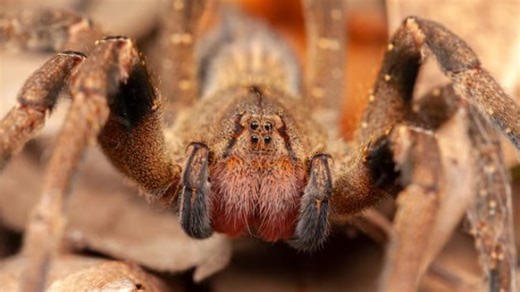Dónde habita la araña más venenosa del mundo y por qué debemos cuidarnos
