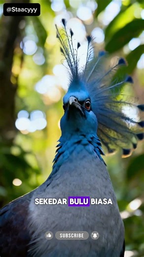 inilah burung Blue Crowned Pigeon #burung #birds #hutan #faktaunik #faktamenarik #faktadunia