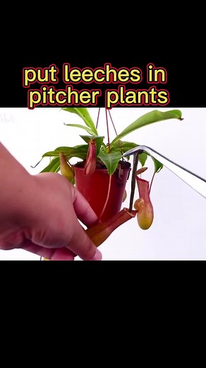 leeches VS pitcher plants！#experiment #leech #pitcherplant #pitcher