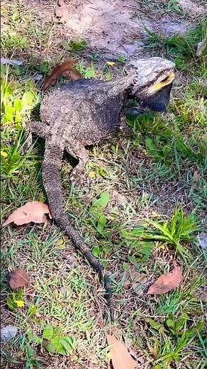 EASTERN BEARDED DRAGON LIZARD (Pogona Barbata)