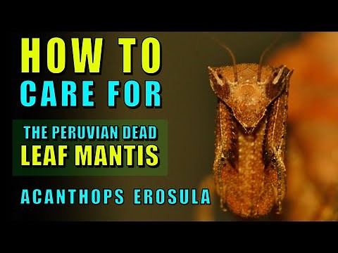 Peruvian Dead Leaf Mantis - Acanthops erosula care