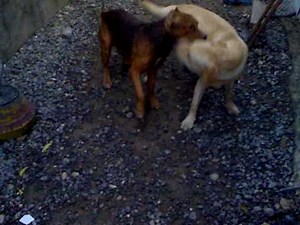 labrador vs pitbull