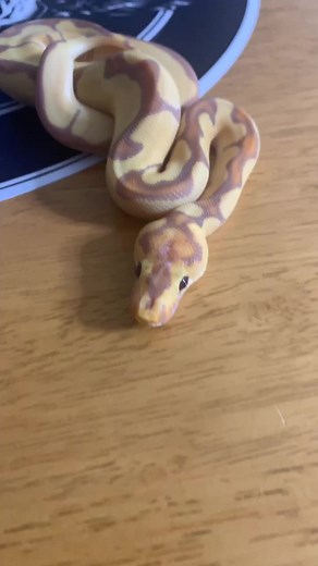 Banana Clown Ball Python: A Unique Serpent
