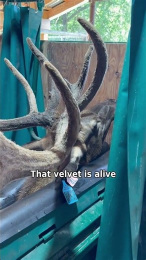 Elk Antlers in Full Velvet | Scoring Day on an Ohio Elk Farm