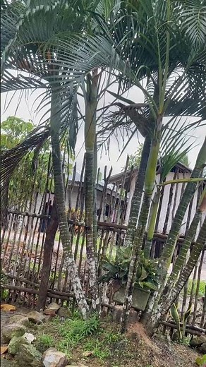 #Palmera#chrysalidocarpus lutescens