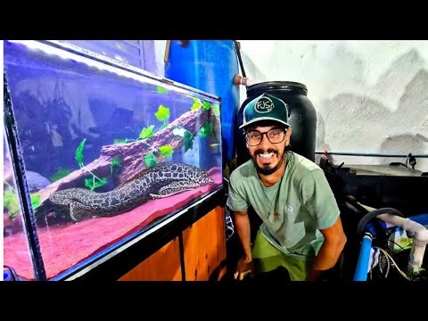 I MADE A NEW AQUARIUM FOR MY BABY CARNIVOROUS DINOSAUR FISH 🦖