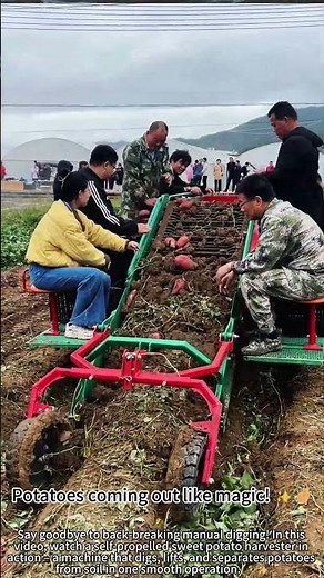 Self-propelled sweet potato harvester – watch it work! 🚜🌱