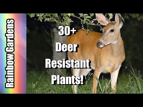 30 + Deer Resistant Plants! Mostly Edible Too! Help Planning Your Deer Resistant Garden Today