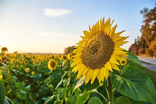 A person nurturing a flower: this is the 2025 logo of the New Apostolic Church Canada. But this is not just any flower. Here is an explainer video. | New Apostolic Church