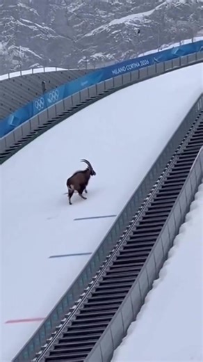 The real GOAT (Ibex) !! | Roar Wildlife News