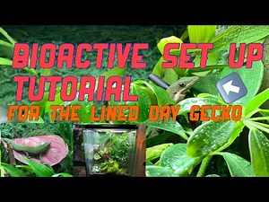 Bioactive vivarium set up tutorial for arboreal lizards // lined day gecko