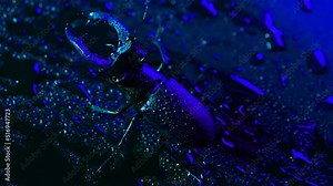 Horned beetle deer on blue wet surface with rain drops. Beautiful insect listed in Red List, largest rare male stag in europe - Lucanus cervus. Wildlife. Close up.