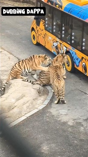 Magic Massage 🤣 #funny #cat #shorts #dog #shortsfeed #tiger #animals #dubbingdappa #pets #catlovers