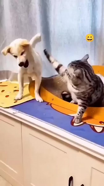 Cat Comedy in Tamil: Hilarious Dubbing Videos