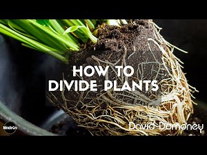 Free Plants? Just Divide What You Have