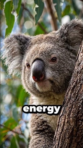 The Toxic Truth: How Koalas Survive on a Diet of Poisonous Leaves