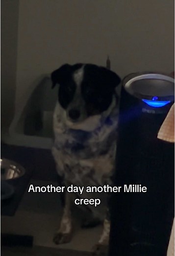 Makes all of us uncomfy #dogsoftiktok #dog #anxiety