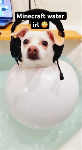 Minecraft water irl 😳 #funnydogs #comedy #fyp #gaming