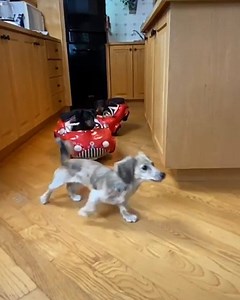 'The Fast & The Furry - Kitchen Drift' 😂👏 Crusoe the Celebrity Dachshund | LADbible