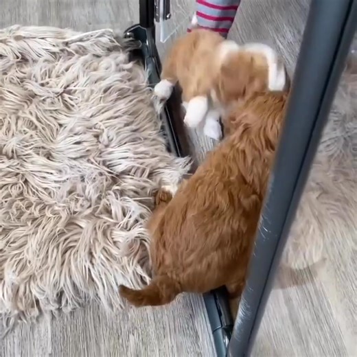 **🐾 Adorable Cavapoo Puppies Ready for Loving Homes! 🐾** Bring home a bundle of joy with these **sweet, playful Cavapoo puppies**! A perfect mix of **Cavalier King Charles Spaniel and Poodle**, these pups have **soft, low-shedding coats** and **friendly, affectionate personalities**—ideal for families, singles, or seniors! **✨ Why Choose Our Cavapoos?** ✅ **Health-checked** & up-to-date on vaccinations ✅ **Socialized** for great temperament ✅ **Family-raised** with love and care ✅ **Adaptable*