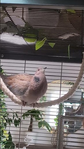 The cutest Petdove preening and cleaning and cooing! It's Maya! (hybrid dove)