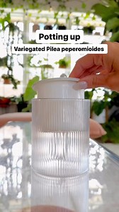 Comment “links” and I’ll message you product links 💚 These three variegated Pilea peperomioides babies were ready to be potted up 🙌🏻 They were drying out really quickly in their little pots so I decided to go for this self watering one because it’s GORGEOUS 🤌🏻 I’ll see how quickly it uses the water (good bright light is key) and I may not fill the reservoir as high. These are fine to dry out between waterings. I have mine about a foot back from a west window ⛅️ Every so often I’ll put a lit