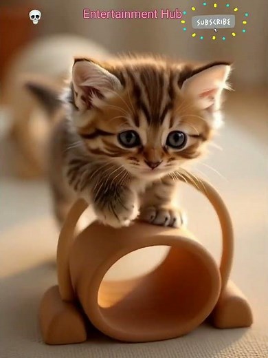 🐾 Tiny Kitten’s Epic Obstacle Adventure! 💕 | Cutest Challenge Ever! 😻