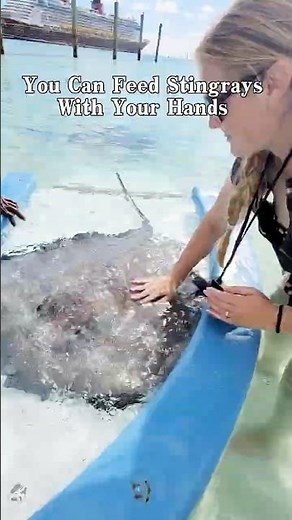 You Can Feed Stingrays With Your Hands 🦎💙 #StingrayFeeding #MarineLife