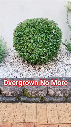 👋 Bye Blooms! Wild Abelia Becomes a Perfect Ball.#Abelia #abeliatrimming #abeliapruning