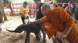 Rare twin elephants in Thailand receive monks' blessings a week after their tumultuous birth