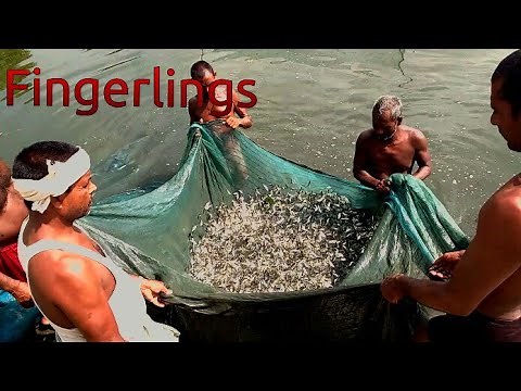 Fingerlings of Catla Fish - Gaurav's Fisheries.