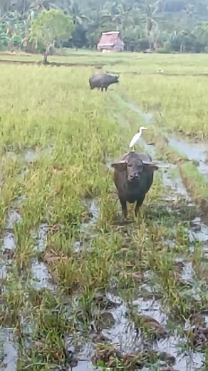 heron cattle egrit they eat some different kind of insect like frog ,rat and etc. #highlightseveryone | Domingo Rosas