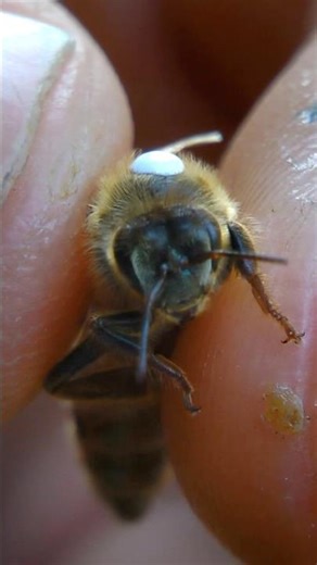 How Bees Stay Cool in Extreme Heat!