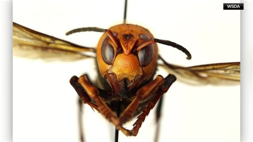 Invasive ‘murder hornets’ are wiped out in the US, officials say