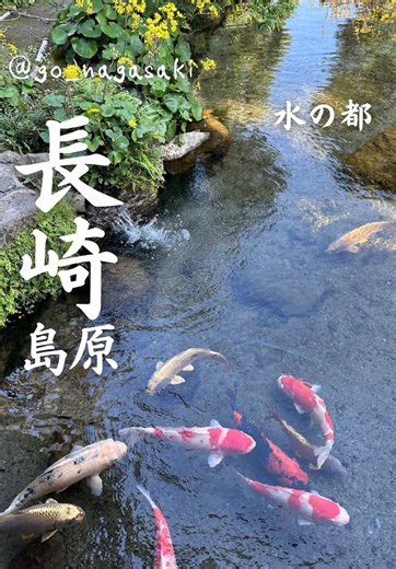 島原市の美しい鯉と湧き水を探る