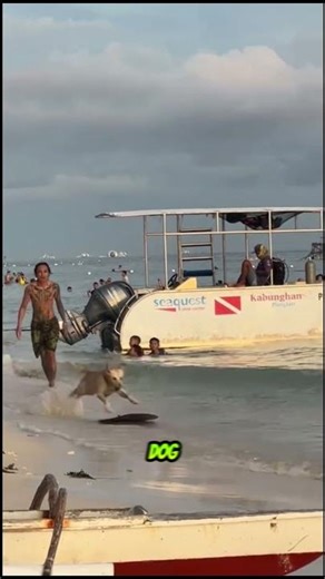 Anjing Paling Berbakat Sepanjang Masa? 🐕🏄‍♂️ #celanapendek #lucu #anjing