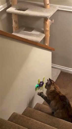 cat video ! cat voice ! cat sound ! cat meowing #shorts​ #short​ #youtubeshorts​ #cat​ #cats​