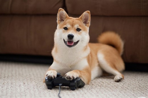 The US Navy has taught animals to play video games. Here's why | BBC Science Focus Magazine