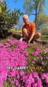 Want a STUNNING and LOW-COST Ground Cover Plant to Spruce Up Your Garden? Try Carpet Phlox!🌺 #phlox