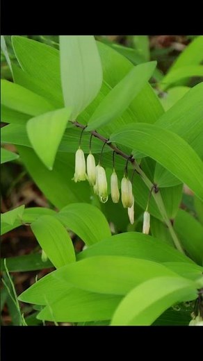 アマドコロ(甘野老)の花