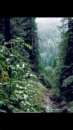 #bigfoot #yeti #sasquatch #cryptids #trailcam #appalachia #otherworldly #paranormal #creepy #scary | Alien World