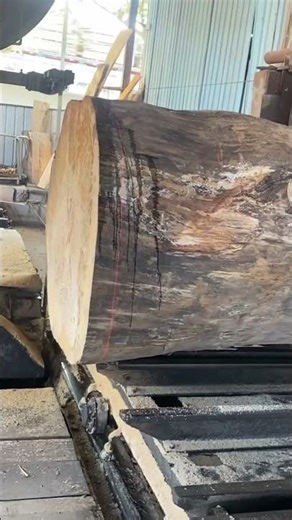 tree trunk splitting saw machine process #shorts #woodworking