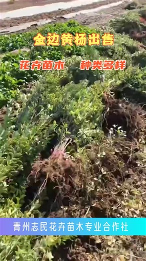 金边黄杨批发， 青州志民花卉专注花卉苗木培育多年，从选种到出圃全程把控，为您提供优良景观绿植。 #云南金边黄杨批发 #新疆金边黄杨种植 #福建金边黄杨批发中心