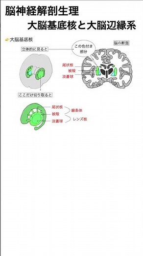 大脳基底核と大脳辺縁系 #看護師試験 #勉強 #実習生 #看護実習 #看護師国家試験 #看護師 #看護学生 #解剖生理学