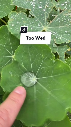 Saving Your Garden from Rain: Expert Tips