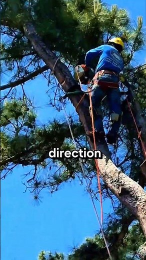 arborist controls branches when they fall #feedshorts #chainsaw #wood #woodworking
