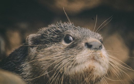 Otters - SVW - Save Vietnam's Wildlife