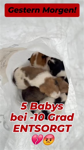 5 Winzige Hundebabys brauchen dringend Hilfe!