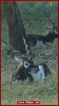 Blackbuck Deer in the Wild | Indian Antelope| WAHJOC Wildlife