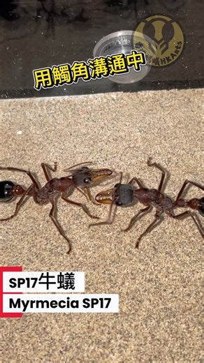 香港螞蟻hk_ants on Instagram: "好大隻螞蟻！是什麼螞蟻？😨 兩隻巨型螞蟻蟻后碰面🐜🐜 #昆蟲 #螞蟻 #蟻 #爬虫類 #hk #香港 #生態 #ant #動物 #insect #spider #金魚街 #爬蟲 #守宮 #蟑螂 #dinomyrmexgigas #昆蟲攝影 #蟲 #香港爬蟲店 #紅蟑 #蟑螂 #杜比亞 #牛蟻 #myrmecia #carebaradiversa"